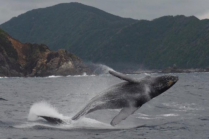 Whale Watching From Maalaea Harbor - Humpback Whale Behaviors