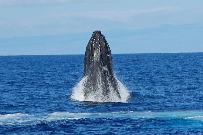 Whale Watching On The Big Island - Customer Reviews