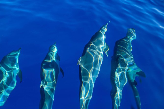 Wild Dolphin Watching and Snorkel Safari off West Coast of Oahu - Snorkeling Opportunities