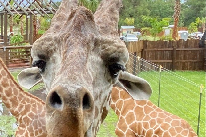 Wild Florida Drive-Thru Safari and Gator Park Admission - Giraffe Feeding Experience