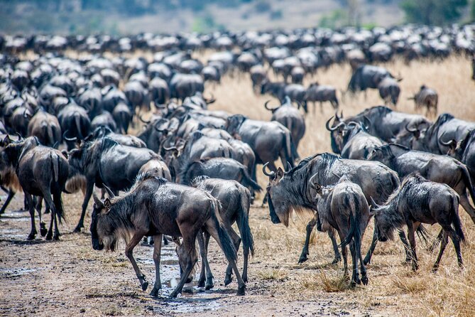 10-DAY Serengeti Wildebeest Migration Safari From Arusha - Private Vehicle Transportation