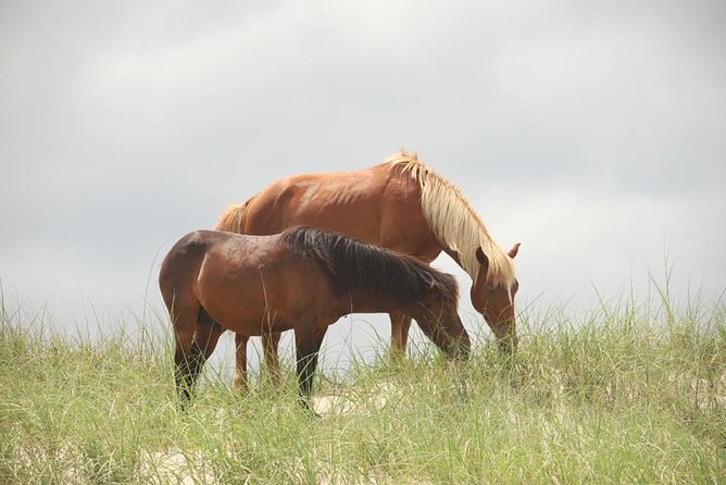 2-hour Outer Banks Wild Horse Tour by 4WD Truck - Ecological Information
