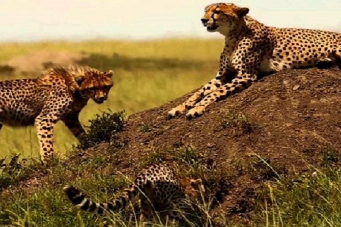 3 Days Masai Mara Safari From Nairobi - Meeting and Pickup Details