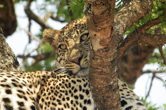 4-Day Safari From Arusha: Tarangire, Serengeti and Ngorongoro - Included and Excluded Items