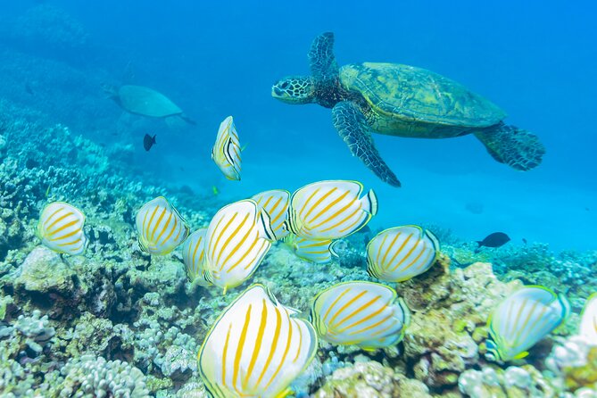 4-HR Molokini Crater + Turtle Town Snorkeling Experience - Meeting Time and Location