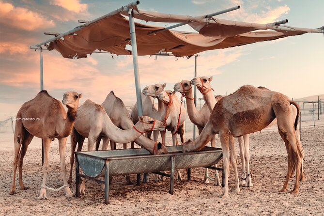 Abu Dhabi Evening Desert Safari BBQ, Camel Ride, Entertainments - Transportation and Accessibility