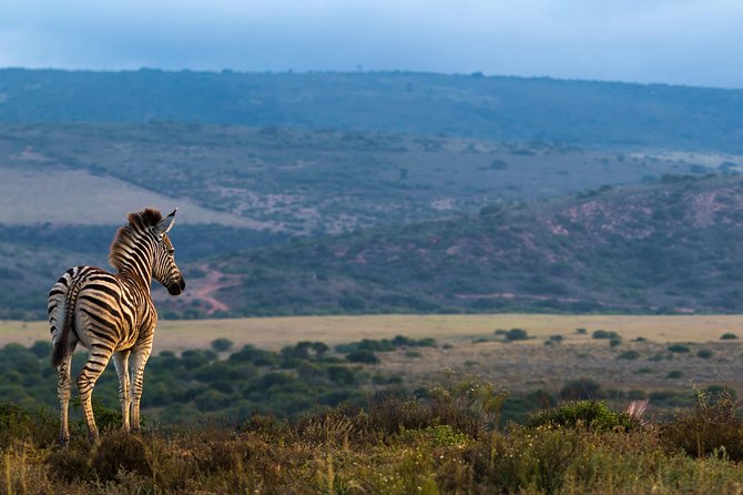 Addo Elephant National Park All Inclusive Full-Day Safari - The Big 7 Animals