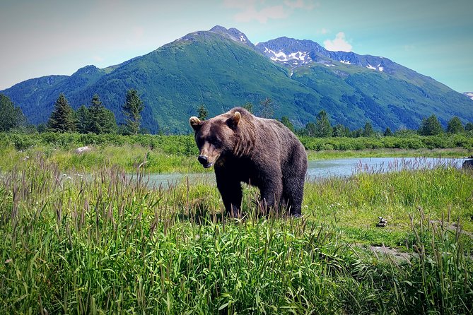 Afternoon Wilderness, Wildlife, Glacier Experience From Anchorage - Pricing and Booking