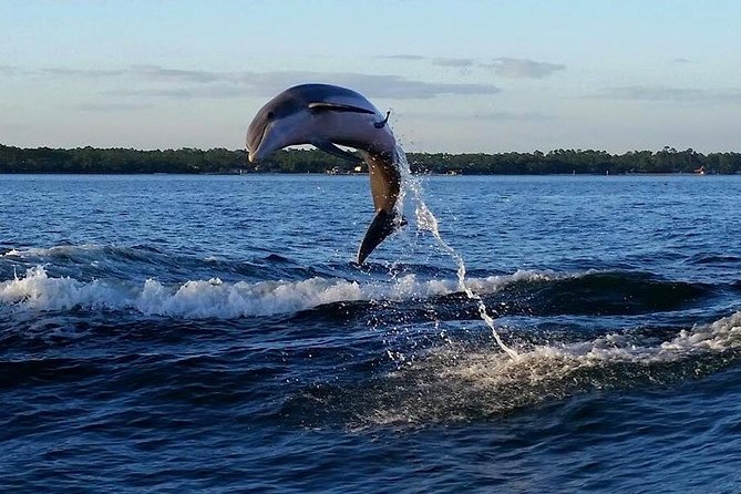 Alabama Gulf Coast Dolphin Cruise - Reviews