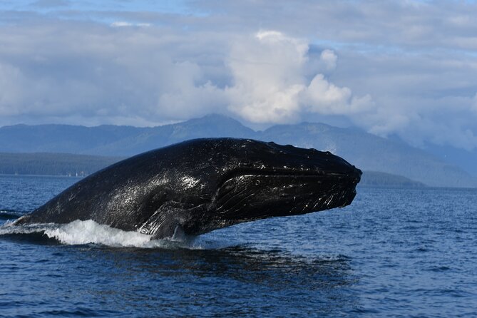 Alaska Whale Watching With Bonus Drone Viewing of Whales - Highlights of the Reviews