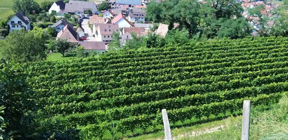 Alsace: Private Wine Tour - Savoring Wine in Grand Cru
