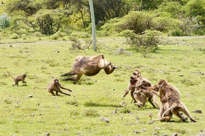 Breathtaking Nature, Wildlife and Cave Church Tour - Free Pickups - Breathtaking Nature