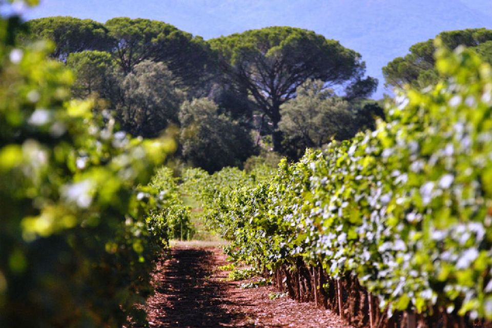 Calanques of Cassis, Aix-en-Provence & Wine Tasting Day Tour - Ancestral History of French Wine