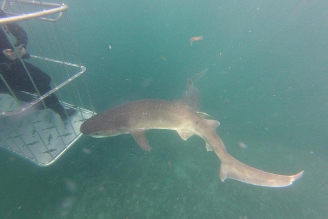 CapeTown: African Shark Eco-Charters Shark Cage Diving Experience - Cancellation and Refund Policy