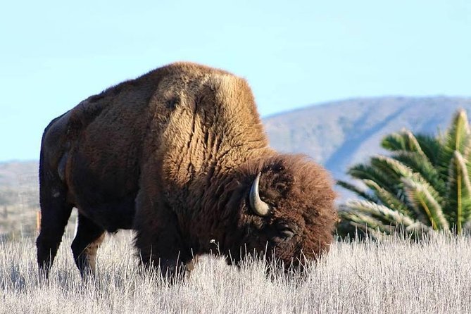 Catalina Island Bison Expedition - Scenic Drive Through Cape Canyon and Sheep Chute Road