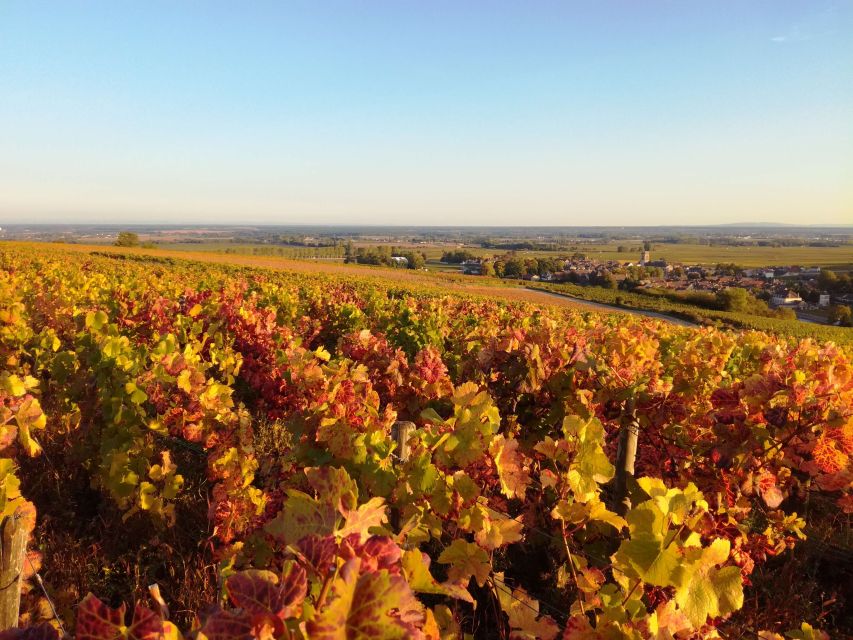 Cote De Nuits Private Local Wineries and Wine Tasting Tour - Driving Along Route Des Grand Crus