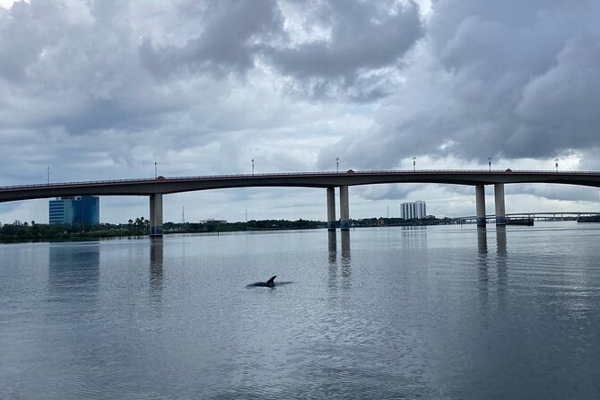 Dolphin and Manatee Stand Up Paddleboard Tour in Daytona Beach - Customer Reviews