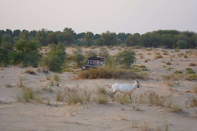 Dubai: Al Marmoom Oasis Vintage Safari With Camels, Stargazing & Bedouin Dinner - Cancellation Policy