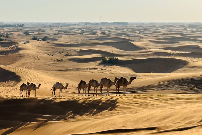 Dubai Morning Evening Desert Safari,Sand Boarding and Camel Ride - Accessibility and Restrictions