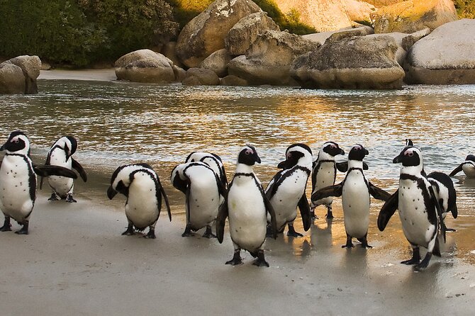 From Cape Town: Table Mountain, Cape of Good Hope & Penguins Including Park Fees - Private Tour Experience