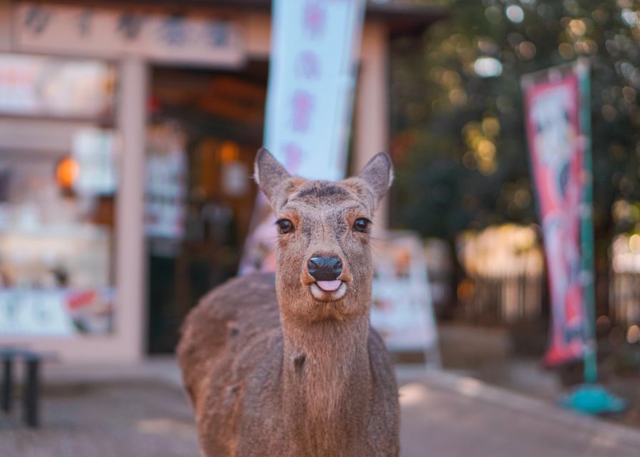 From Kyoto or Osaka: Private Walking Tour Through Nara - Inclusions