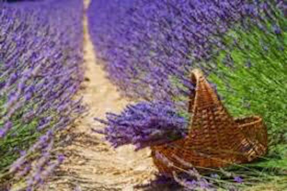 From Nice: Full-Day Provence and Lavender Tour - Moustiers-Sainte-Marie Exploration
