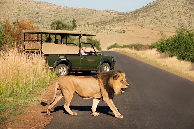 Full Day Pilanesberg Experience in Open Vehicle - Pickup and Start Times
