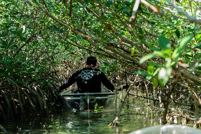 Guided Clear Kayak Eco-Tour Near Key West - Weight and Accessibility Limits