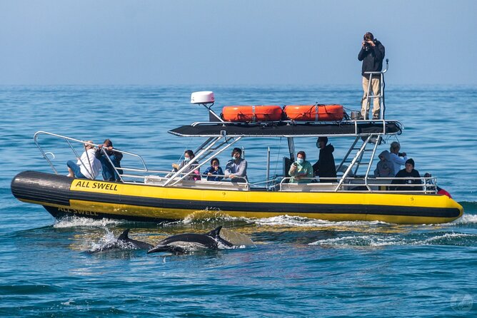 High Speed Zodiac Whale Watching Safari From Dana Point - Additional Details About the Activity
