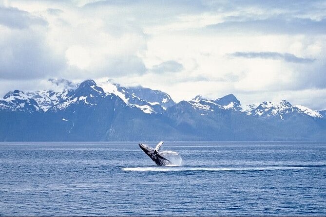 Juneau Wildlife Whale Watching - Confirmation and Additional Information