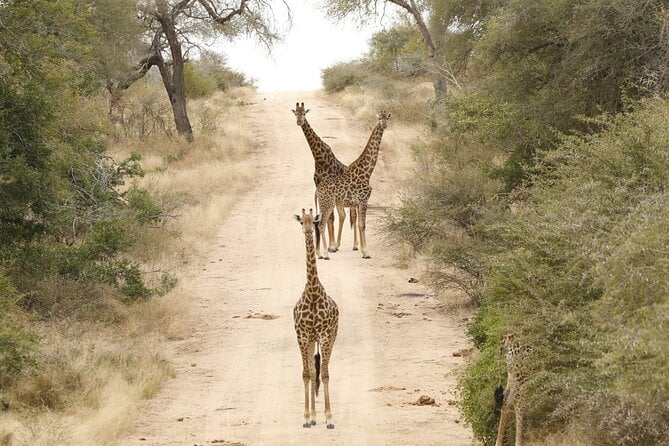 Kruger National Park Sunrise Morning Private Safari - Confirmation and Accessibility