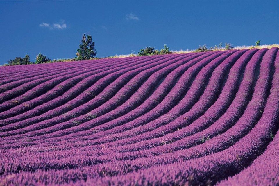 Lavender Fields Tour - Inclusions and Exclusions