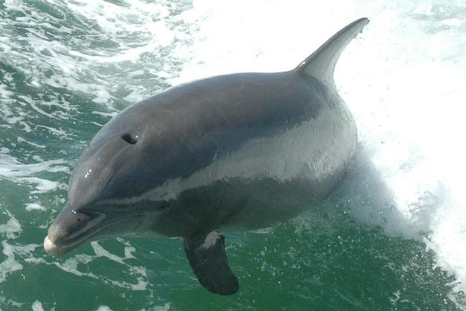 Little Toot Dolphin Adventure at Clearwater Beach - Dolphin Sightings