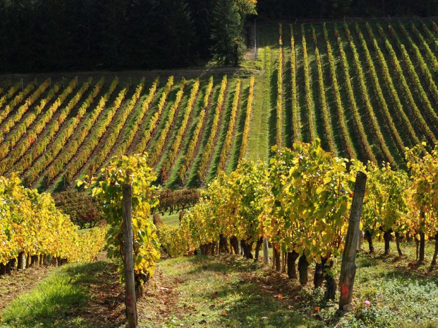 Loire Valley Tour & Wine Tasting Vouvray, Chinon, Bourgueil - Guided Tour and Wine Tasting in Chinon