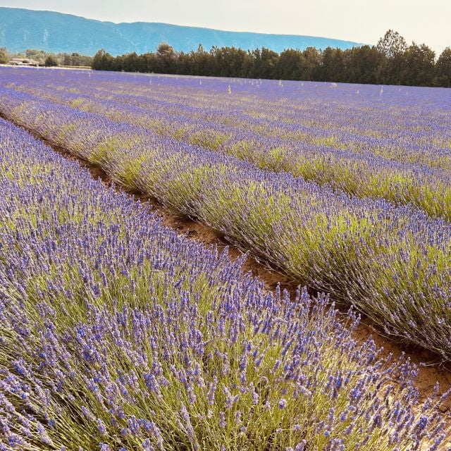 Luberon & Lavender Fields Tour - Transportation Options