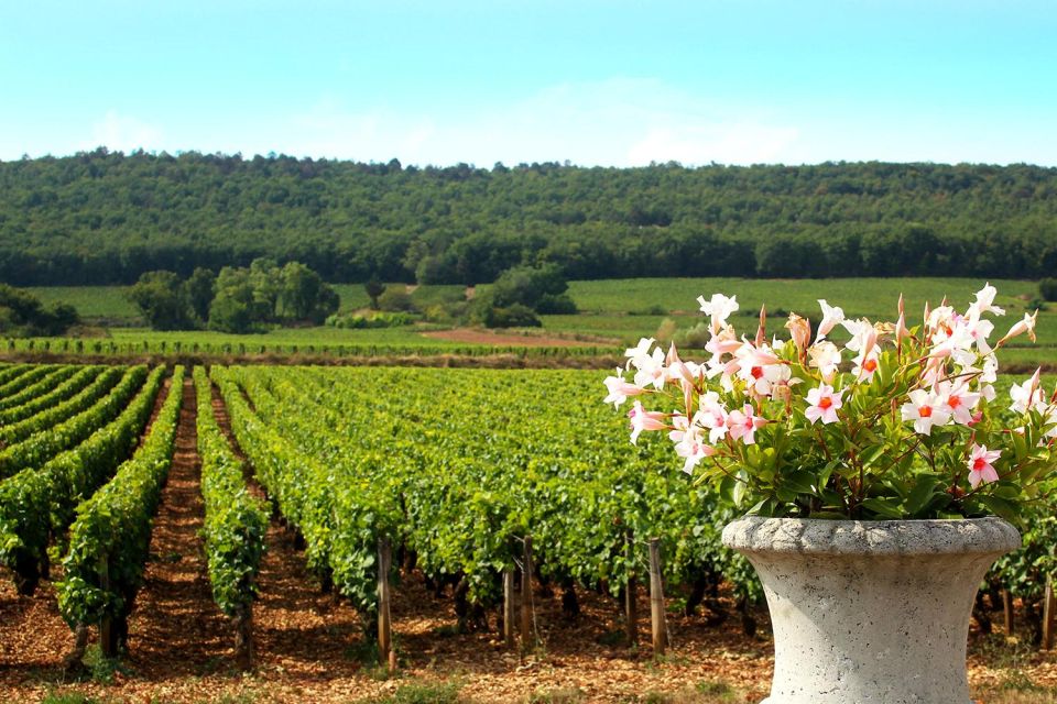 Marne: 2-Day Champagne Tour With Tastings and Lunches - Savor the Reims Hill Wineries