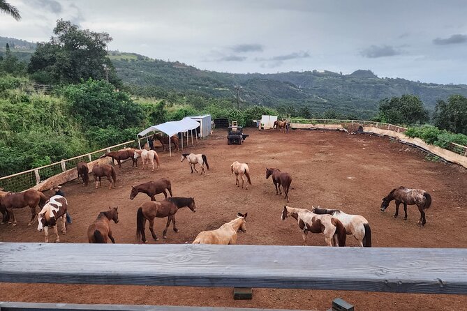 Maui Horseback-Riding Tour - Booking and Reservations