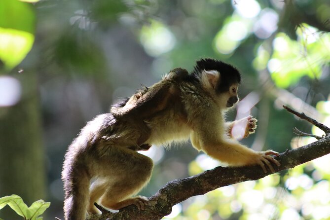 Monkeyland Guided Tour in Plettenberg Bay - Accessibility and Accommodations
