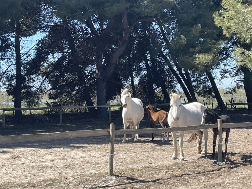Montpellier: a Full Day to Discover the Camargue - Exploring the Camargue Traditions