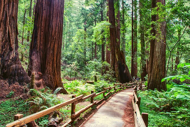 Muir Woods and Sausalito Half Day Tour - Transportation and Pickup
