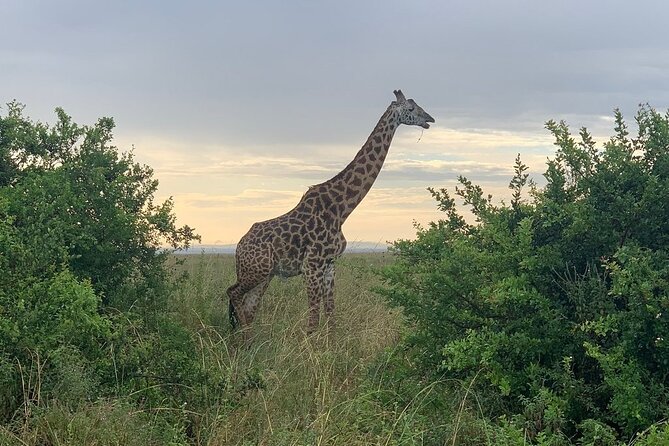 Nairobi National Park,Giraffe Centre, Karen Blixen Museum. - Giraffe Centre Encounter