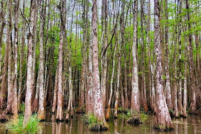 New Orleans Self-Transport Swamp and Bayou Boat Tour - Additional Tour Details