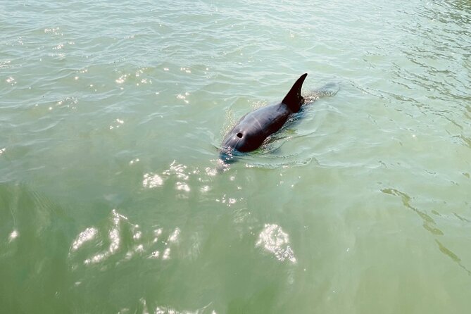 New Smyrna Dolphin and Manatee Kayak and SUP Adventure Tour - Tour Details and Restrictions