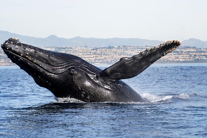 Private 2hr Supreme Whale/Dolphin Watching Tour, Newport Beach CA - Cancellation and Refund Policy