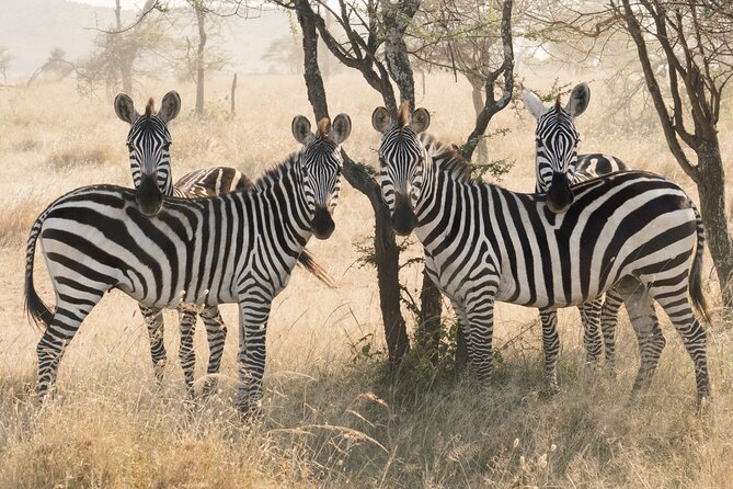 Private 6-Day Tarangire Manyara Crater and Serengeti With Mid-Range Lodges - Accommodation and Meals