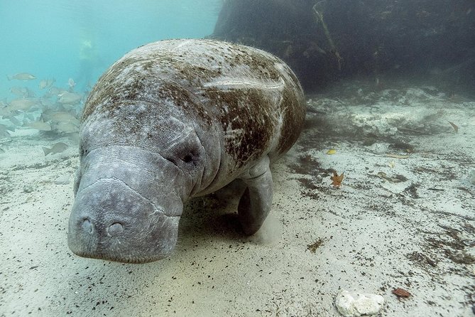 Private Manatee Swim for up to 6 With In-Water Divemaster/Photographer - Booking Information and Policies