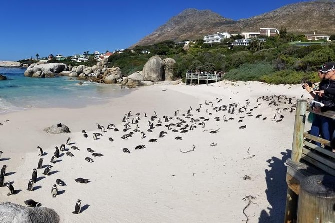 Private Tour Of Penguins, Cape Of Good Hope & Peninsula. - Nature Spots