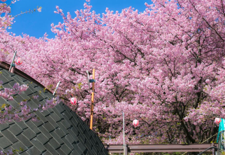 Private & Unique Nagasaki Cherry Blossom Sakura Experience - Private Walking Experience