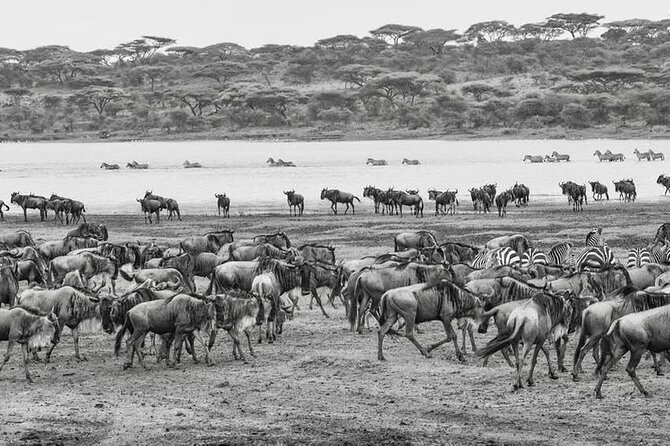 Safari Serengeti And Ngorongoro - Cultural Immersion in Karatu