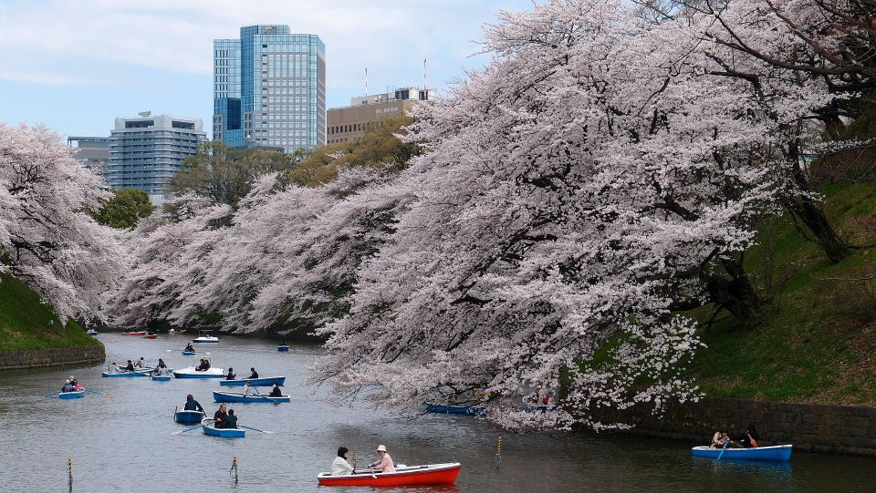 Sakura in Tokyo: Cherry Blossom Experience - Feasting on Bento-Style Lunch
